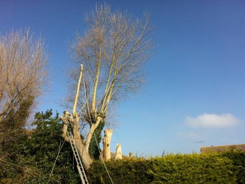 Richard Payne Tree Surgery3