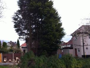 Rapid Tree Care Liverpool  in Merseyside