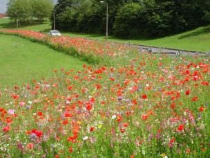 Hertfordshire Garden Landscapes in Hertfordshire