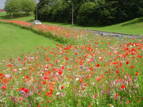 Hertfordshire Garden Landscapes1