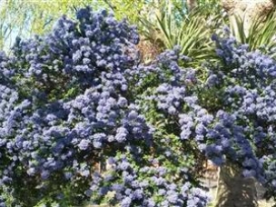 The urban gardeners in London