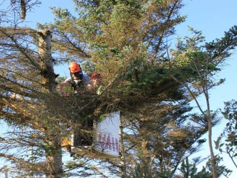 LTC Tree Surgery 1