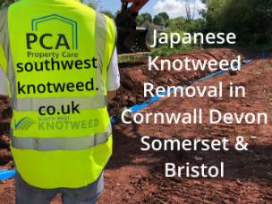 Southwest Japanese Knotweed Removal Cornwall Devon Bristol Somerset in Cornwall